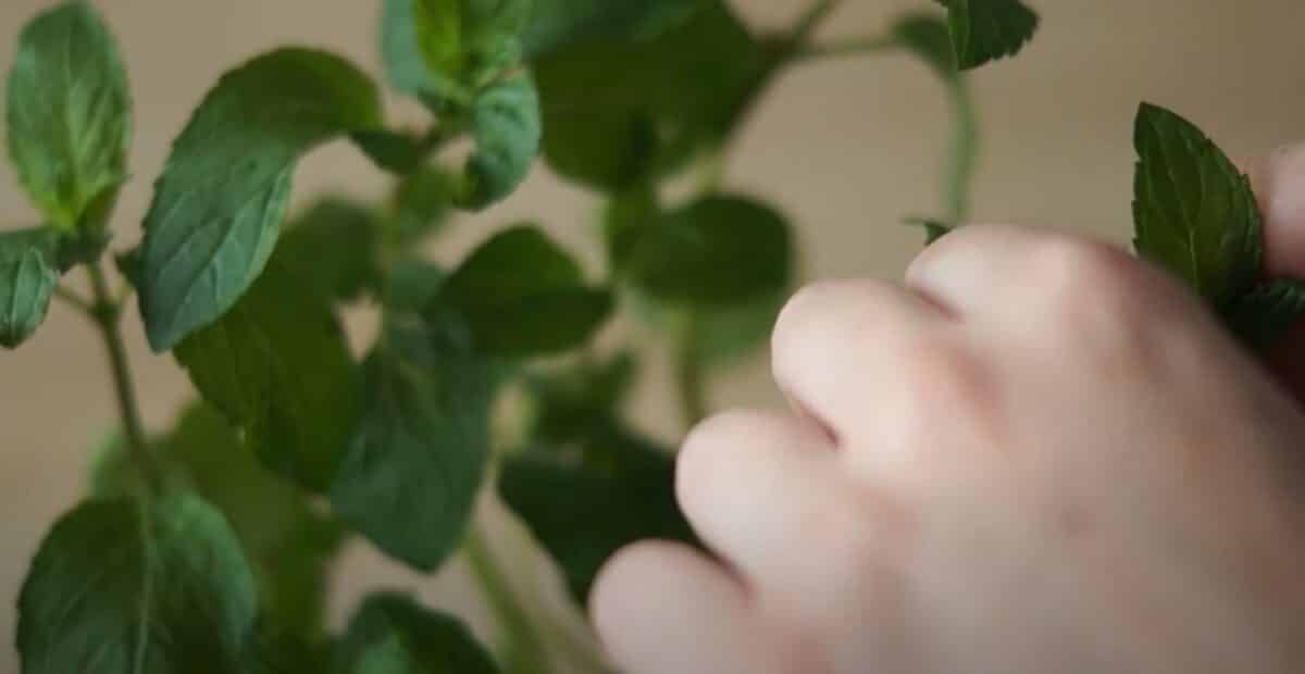 Kirsch-Melonen-Slush aus dem Thermomix® 4 minze in den thermomix zupfen
