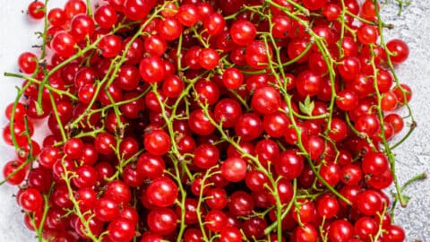 Johannisbeeren frisch gepflückt