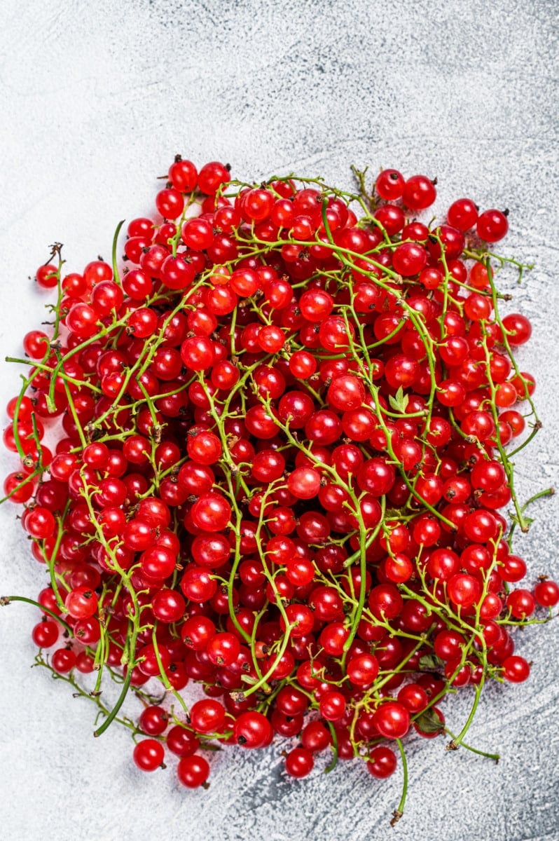 Johannisbeeren frisch gepflückt