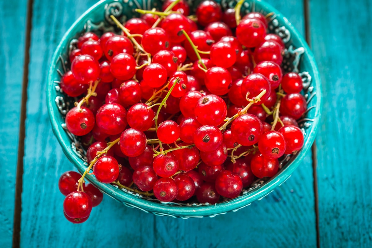 Johannisbeer-Gelee Thermomix®: 600 g, 50 Min Varoma 4 johannisbeeren in schuesselchen