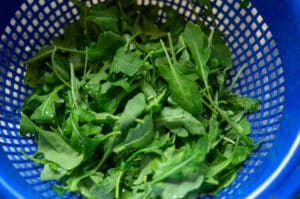 Rucola waschen