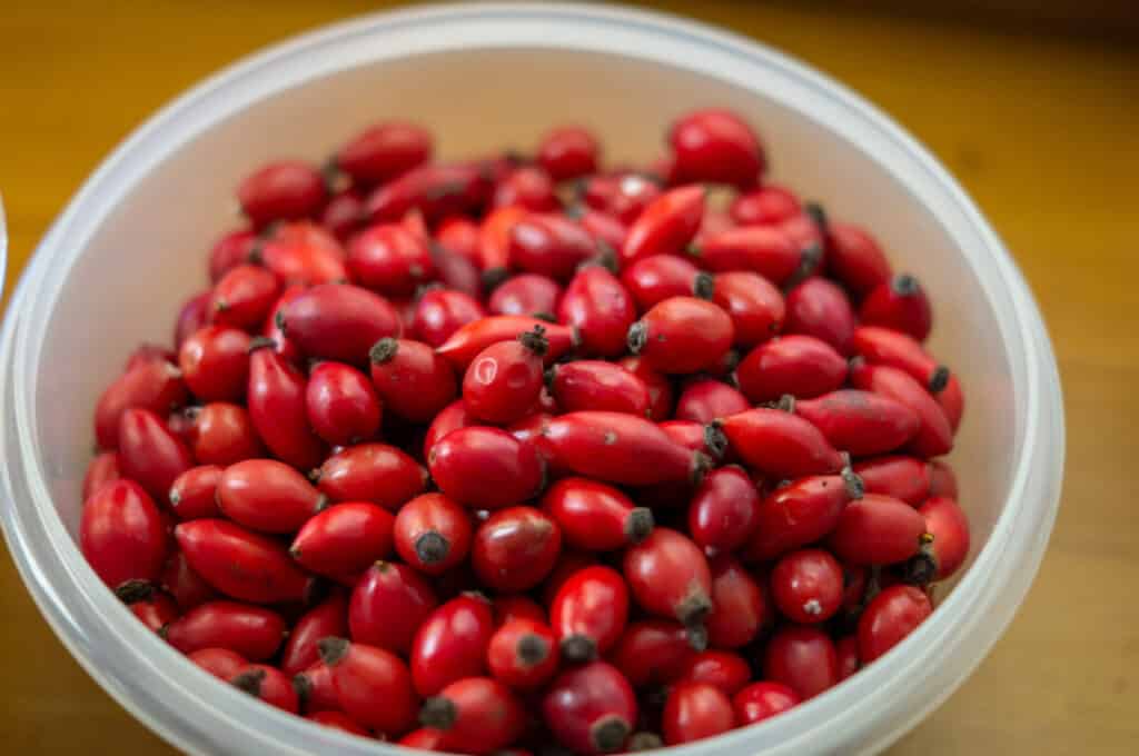 Hagebuttenmarmelade Thermomix®: 1,3 kg, mit Frost-Trick 5 frische hagebutten
