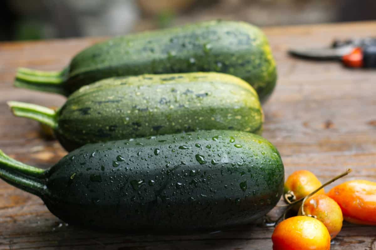 Zucchinipuffer Thermomix® (20 Min, mit Parmesan) 4 zucchinis frisch geerntet