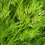 Dill Thermomix