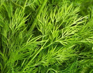 Dill Thermomix