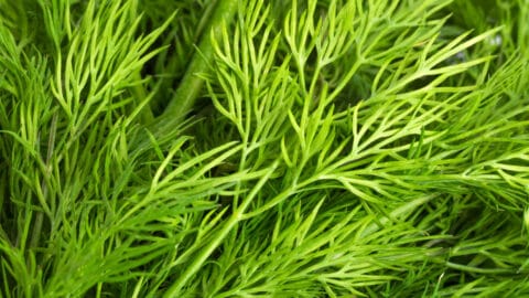 Dill Thermomix