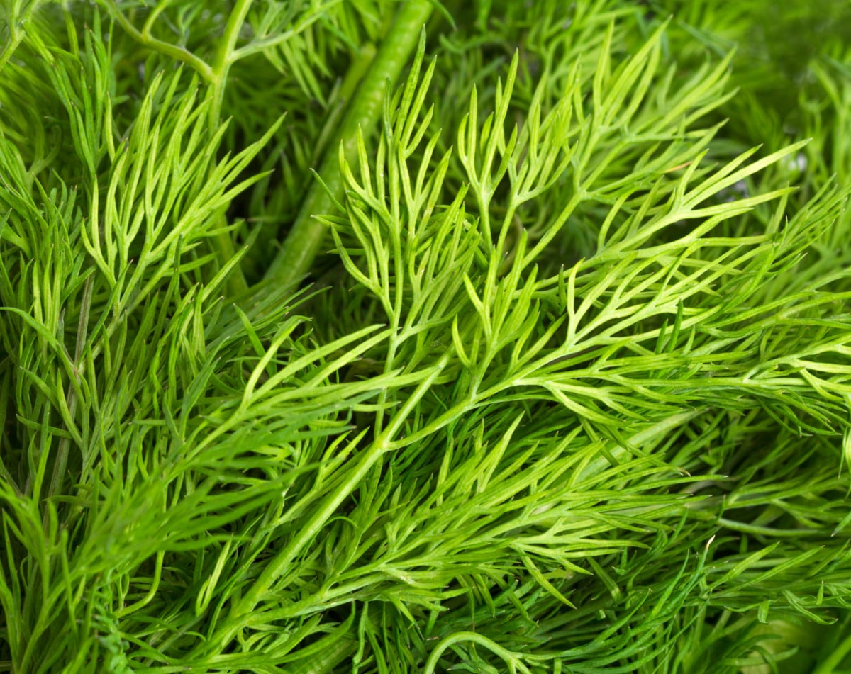 All in one Wildlachsfilet mit Bohnen und Dillsenfsoße aus dem Thermomix® 3 Dill Thermomix
