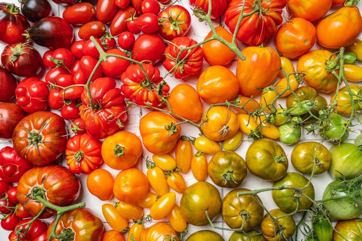 Bunte Tomaten Sorten