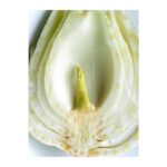 Fenchel