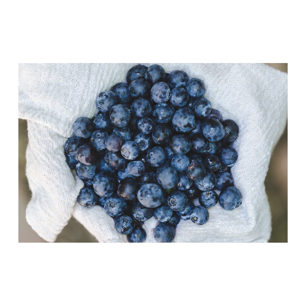 Saisonkalender Thermomix® · Was hat wann Saison? 16 wmc saison heidelbeeren