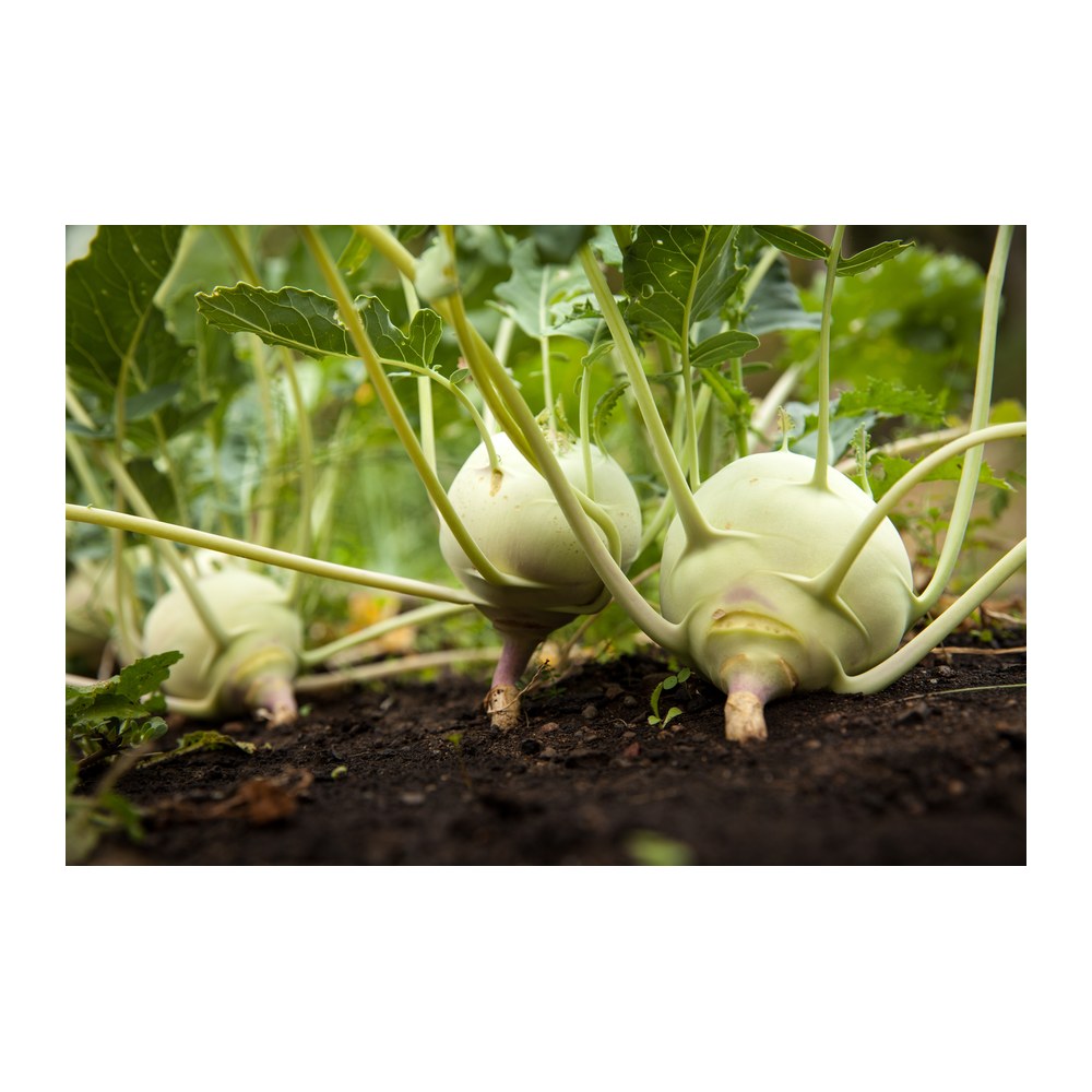 Saisonkalender Thermomix® · Was hat wann Saison? 3 Kohlrabi