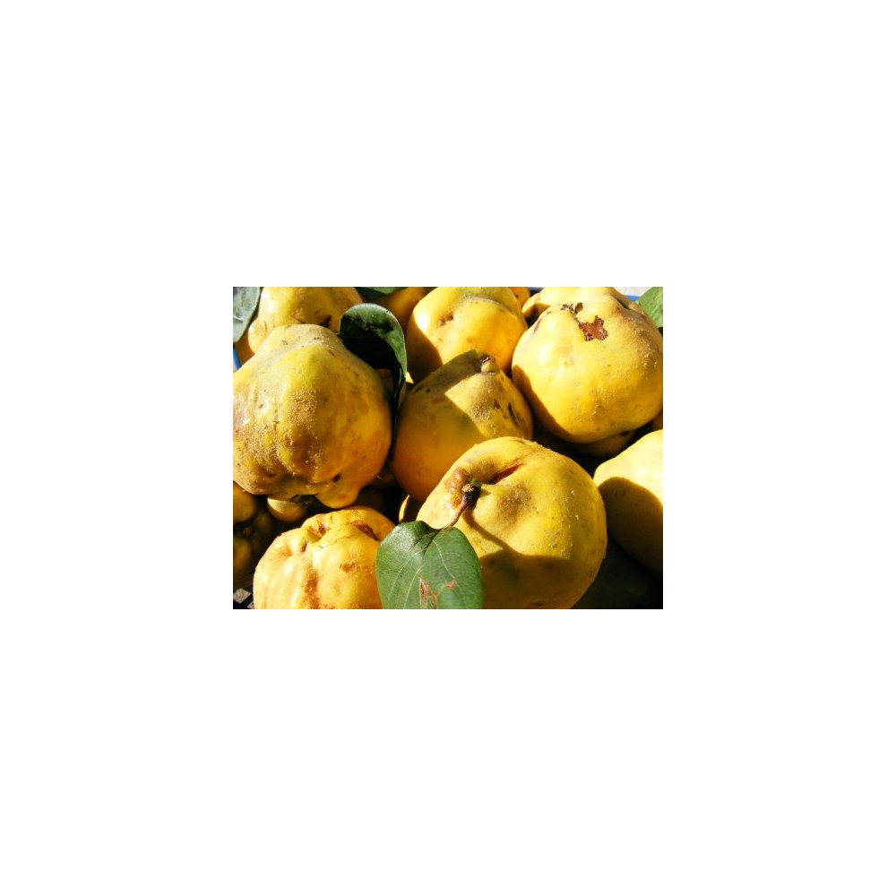 Saisonkalender Thermomix® · Was hat wann Saison? 21 wmc saison quitten