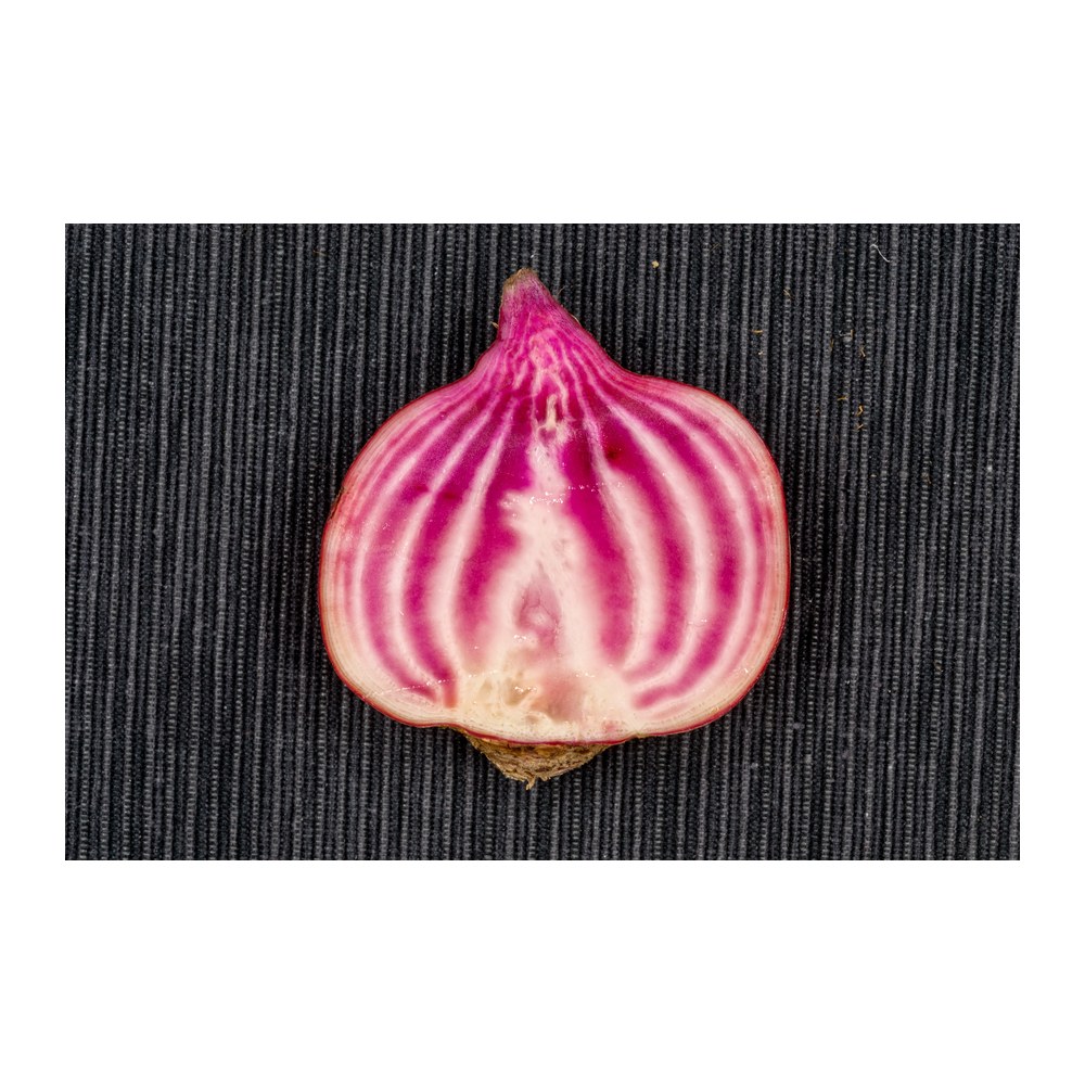Saisonkalender Thermomix® · Was hat wann Saison? 43 wmc saison rote bete