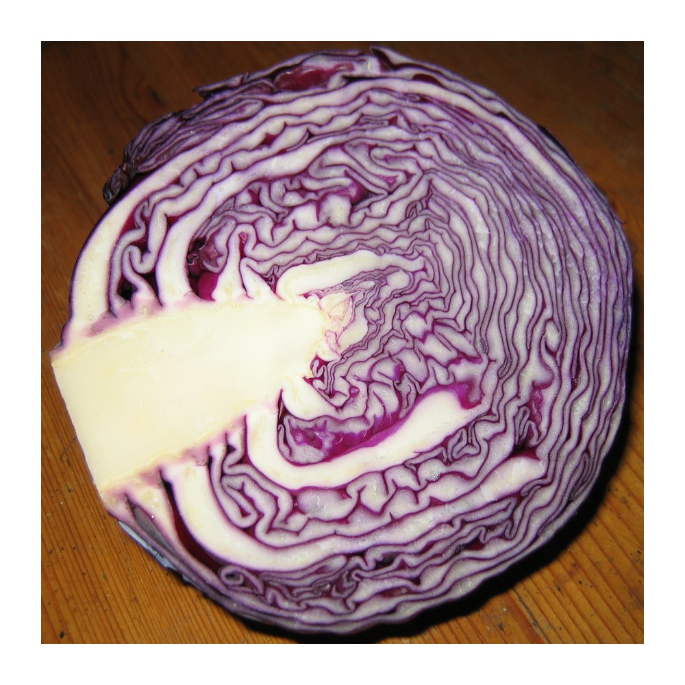 Saisonkalender Thermomix® · Was hat wann Saison? 53 wmc saison rotkohl