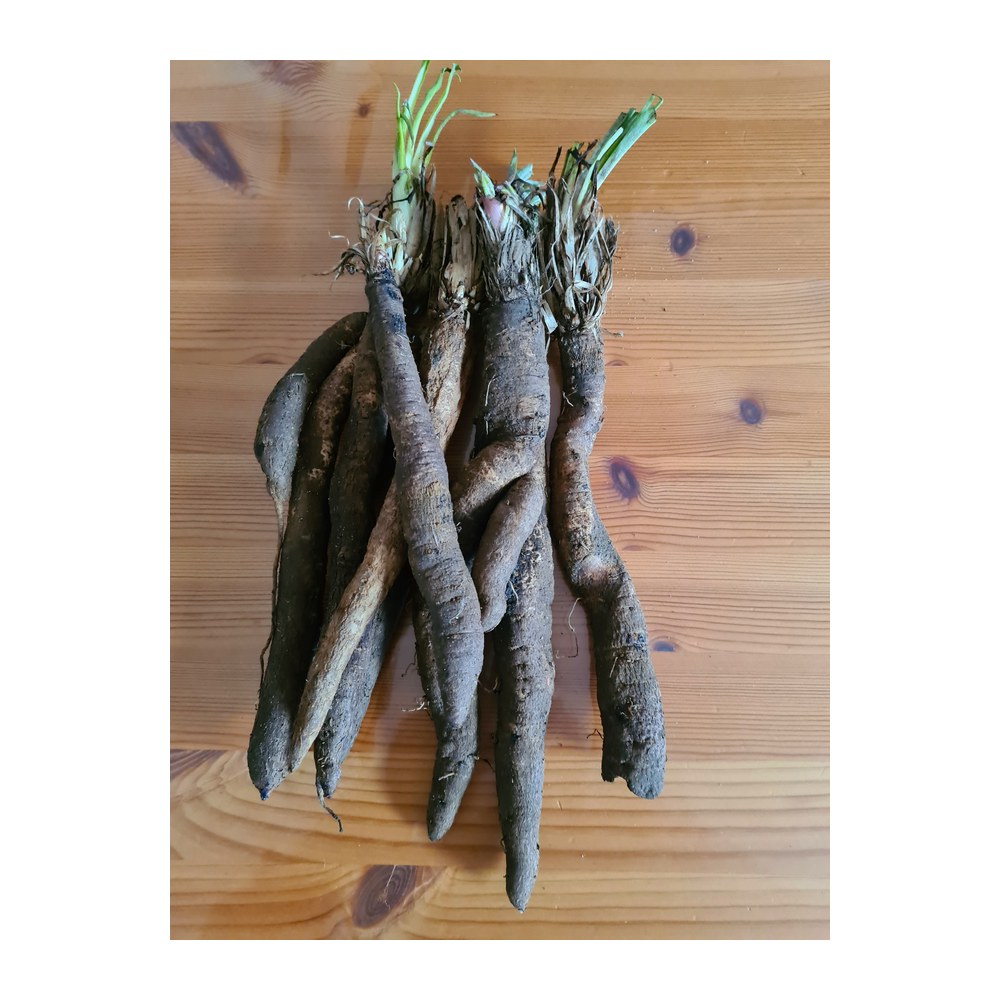 Saisonkalender Thermomix® · Was hat wann Saison? 48 wmc saison schwarzwurzel